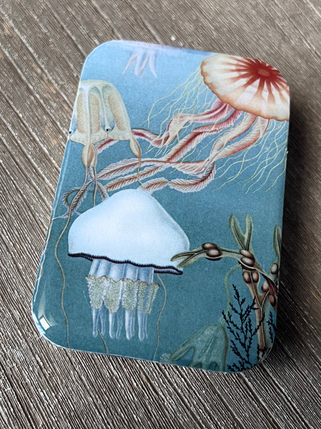 Jellyfish Notions Tin